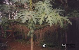El Dorado, Misiones (Universidad – Facultad de Ciencias Forestales) 2001