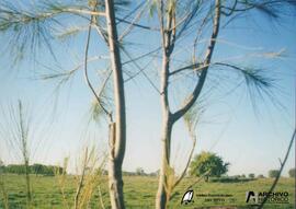 Chivilcoy 2011