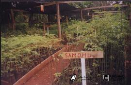 El Dorado, Misiones (Universidad – Facultad de Ciencias Forestales) 2001