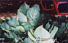 El Dorado, Misiones (Universidad – Facultad de Ciencias Forestales) 2001