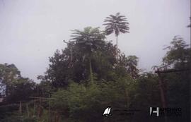 El Dorado, Misiones (Universidad – Facultad de Ciencias Forestales) 2001