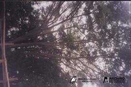 El Dorado, Misiones (Universidad – Facultad de Ciencias Forestales) 2001
